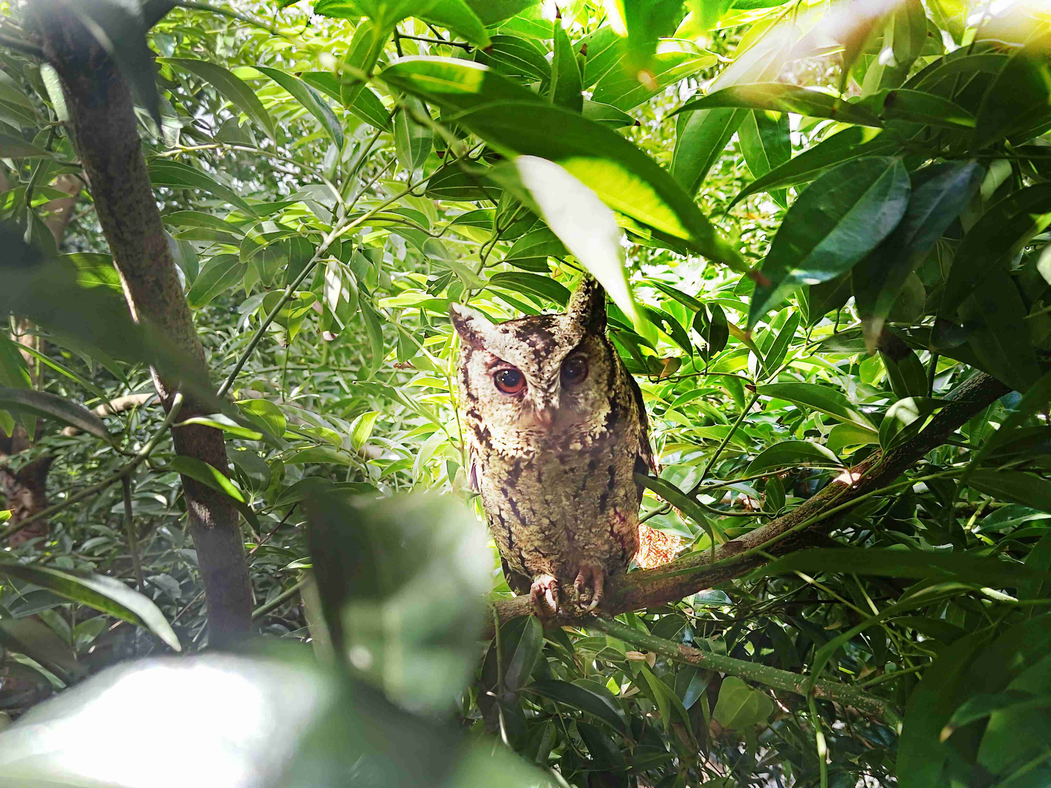 至成国际致力提倡净零绿生活，，，，16年以来在全球各厂区植树逾百万棵，，，造就各厂区树木蔚然成林，，，犹如森林工厂，，成为许多生物的栖息地